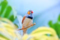 Zebra finch on a branch. Exotic bird against a beautiful colorful forest and sky. Royalty Free Stock Photo