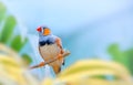 Zebra finch on a branch. Exotic bird against a beautiful colorful forest and sky. Royalty Free Stock Photo