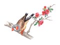 Zebra-finch on a branch of flowering quince