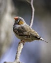 Zebra finch on branch Royalty Free Stock Photo