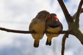 zebra finch couple in love on a branch cuddling Royalty Free Stock Photo