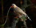 Zebra Finch Taeniopygia guttata male Royalty Free Stock Photo