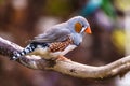 Zebra finch Exotic birds and animals in wildlife in natural setting