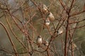 Zebra Finch flock in Central Australia Royalty Free Stock Photo