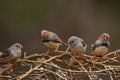 Zebra Finch flock sitting on branch Royalty Free Stock Photo