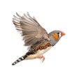 Zebra Finch flying, Taeniopygia guttata Royalty Free Stock Photo