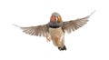 Zebra Finch flying, Taeniopygia guttata Royalty Free Stock Photo