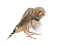 Zebra Finch flying, Taeniopygia guttata