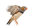 Zebra Finch flying, Taeniopygia guttata Royalty Free Stock Photo