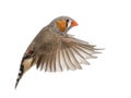 Zebra Finch flying, Taeniopygia guttata Royalty Free Stock Photo