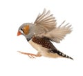 Zebra Finch flying, Taeniopygia guttata Royalty Free Stock Photo