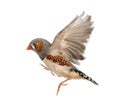 Zebra Finch flying, Taeniopygia guttata