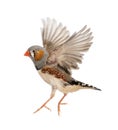 Zebra Finch flying, Taeniopygia guttata Royalty Free Stock Photo