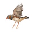 Zebra Finch flying, Taeniopygia guttata Royalty Free Stock Photo