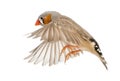 Zebra Finch flying, Taeniopygia guttata Royalty Free Stock Photo