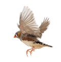 Zebra Finch flying, Taeniopygia guttata, against Royalty Free Stock Photo