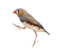 Zebra Finch jumping, Taeniopygia guttata