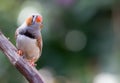 Zebra Finch male