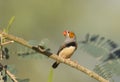 Zebra finch male perched on branch Royalty Free Stock Photo