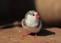 The zebra finch Taeniopygia guttata - colour mutation called pied - portrait