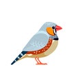 Zebra finch is the most common estrildid finch. Australian Bird Cartoon flat style beautiful character of ornithology