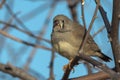 Zebra Finch in Northern Territory Australia