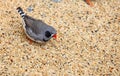 Zebra finch ( Taeniopygia guttata ) Royalty Free Stock Photo