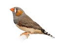 Zebra Finch, Taeniopygia guttata Royalty Free Stock Photo