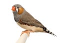 Zebra Finch, Taeniopygia guttata Royalty Free Stock Photo