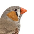 Zebra Finch, Taeniopygia guttata Royalty Free Stock Photo