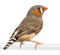 Zebra Finch, Taeniopygia guttata