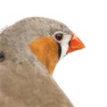 Zebra Finch, Taeniopygia guttata Royalty Free Stock Photo