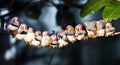 Zebra Finch (Taeniopygia guttata) on a Branch and having sunning Royalty Free Stock Photo