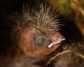 Zebra Finch Taeniopygia guttata,children in bird nest Royalty Free Stock Photo