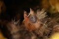 Zebra Finch Taeniopygia guttata,children in bird nest