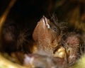 Zebra Finch Taeniopygia guttata,children in bird nest Royalty Free Stock Photo