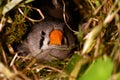 Zebra Finch Taeniopygia guttata,children in bird nest Royalty Free Stock Photo