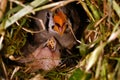 Zebra Finch Taeniopygia guttata,children in bird nest Royalty Free Stock Photo