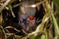 Zebra Finch Taeniopygia guttata,children in bird nest Royalty Free Stock Photo