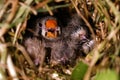 Zebra Finch Taeniopygia guttata,children in bird nest Royalty Free Stock Photo