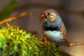 Zebra Finch Taeniopygia guttata, male in bird nest Royalty Free Stock Photo