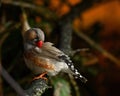 Zebra Finch Taeniopygia guttata male