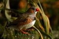 Zebra Finch Taeniopygia guttata male