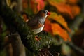 Zebra Finch Taeniopygia guttata male Royalty Free Stock Photo