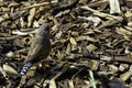 Zebra finch Taeniopygia guttata - the most common estrildid finch of Central Australia Royalty Free Stock Photo