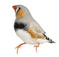 Zebra Finch, Taeniopygia guttata, perched