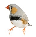 Zebra Finch, Taeniopygia guttata, perched