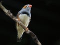 Zebra Finch (Taeniopygia guttata Royalty Free Stock Photo