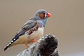 Zebra finch taeniopygia guttata Royalty Free Stock Photo