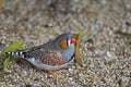 Zebra Finch, Taeniopygia guttata, relaxing on the ground